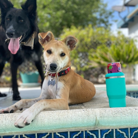 George & Luke 🖤💛 - Picture 6 of 8